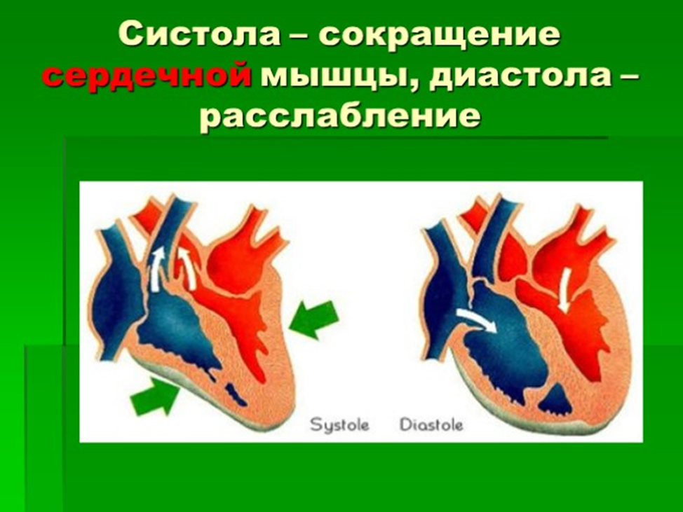 Расслабление предсердий и желудочков. Сердечные сокращения, систола, диастола. Систола это анатомия. Систола и диастола сердца. Сокращение сердца систола диастола.