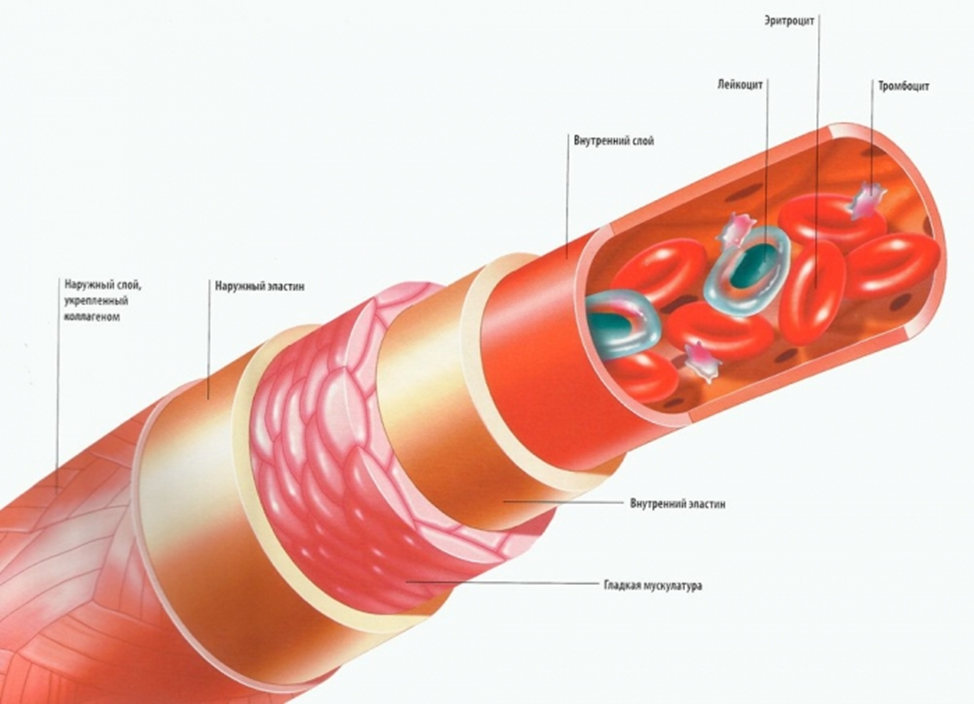 Сосуды строение стенки Вена. Сосуды артерии и вены анатомия. Строение кровеносных сосудов человека анатомия. Строение сосудов Вена артерия анатомия. Нитевидный кровеносный сосуд