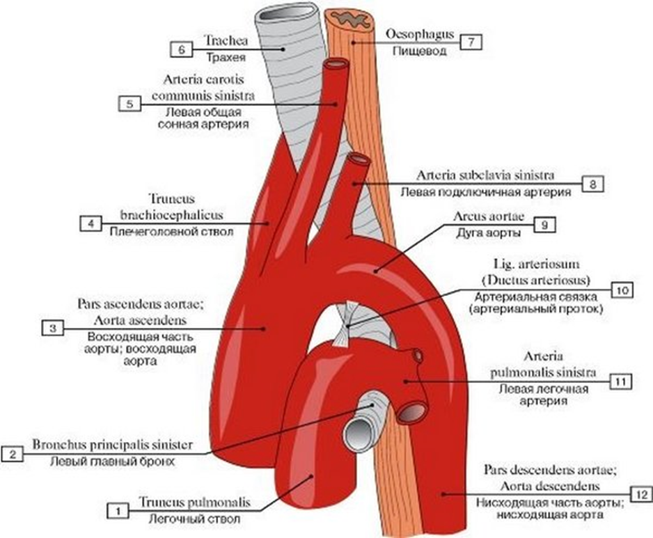 Анатомия системы кровообращения: какие сосуды отходят от дуги аорты