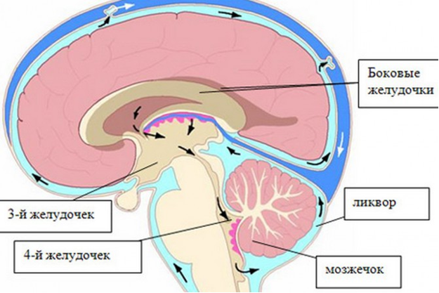 Желудочек головного мозга при норме и патологии
