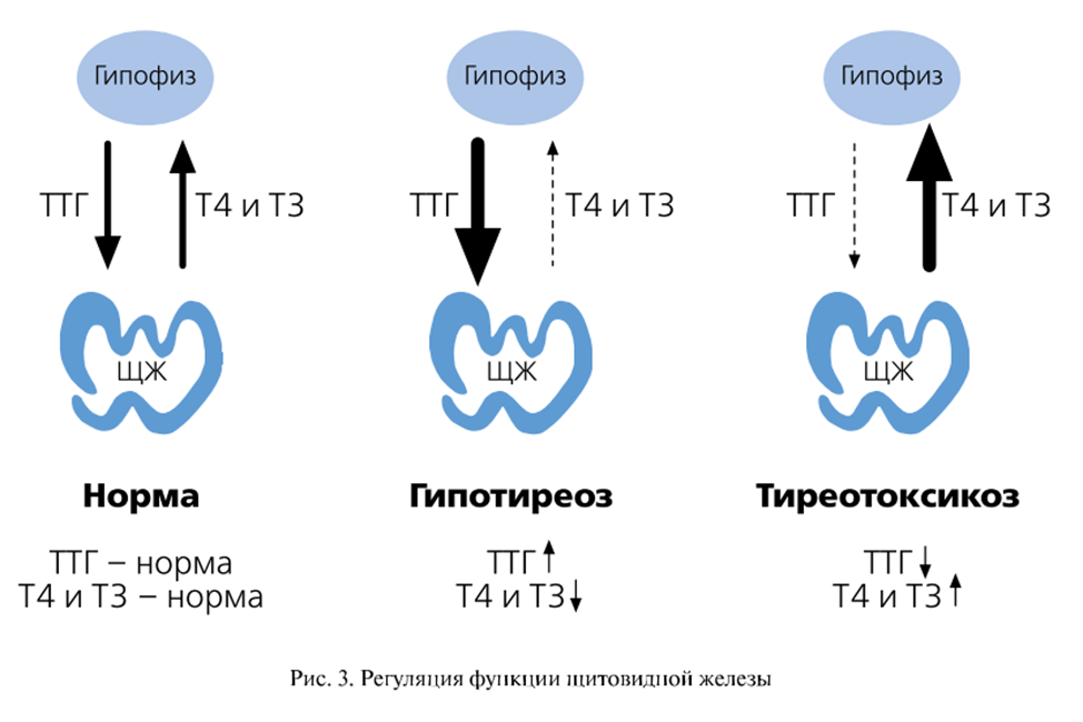 Гипотиреоз ттг т4. Гипотиреоз показатели ТТГ т3 и т4. Щитовидная железа ТТГ т3 т4. Уровни ТТГ т3 т4. Исследование уровня гормонов щитовидной железы.