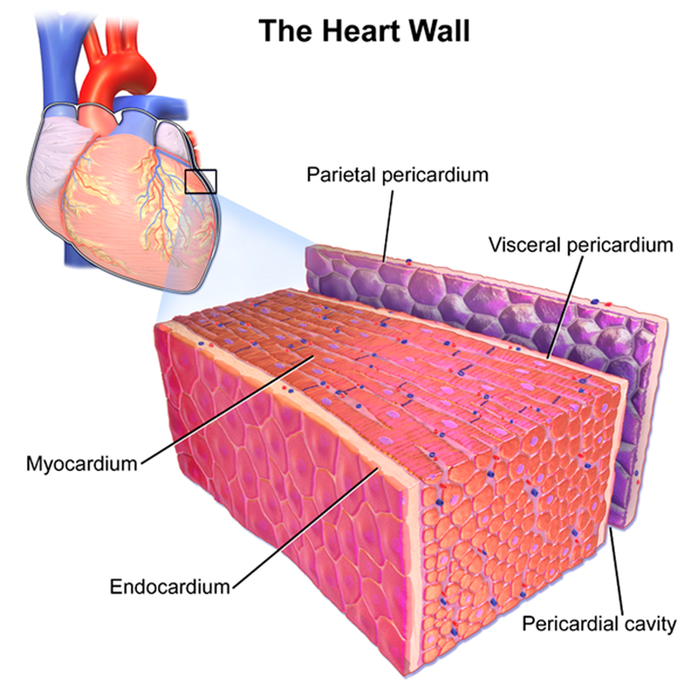 Миокард латынь. Строение сердца миокард эндокард перикард. Перикард миокард эндокард строение стенки. Строение стенки сердца (эндокард, миокард, перикард). Строение стенки сердца околосердечная сумка.