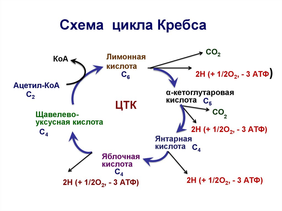 Цикл трикарбоновых кислот этапы. Цикл Кребса схема. Янтарная кислота цикл Кребса. Цикл Кребса схема с АТФ. Цикл Кребса б12.