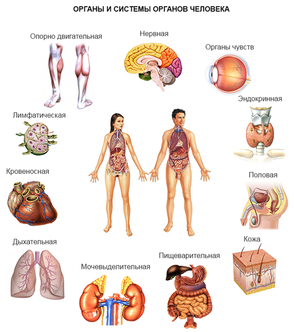 Человеческий организм в основном в. Перечислить основные системы органов человека. Система органов человека 5 органов. Строение организма человека: органы, системы органов, организм.. Строение и функции систем органов человека.
