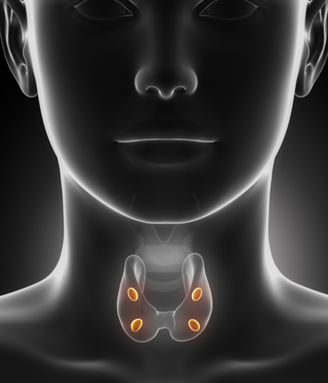 Околощитовидная железа – малоизвестная, но важная спутница щитовидки