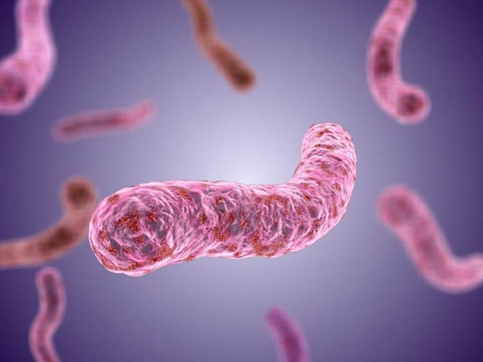Микобактерии туберкулеза: биологические свойства и важные особенности жизнедеятельности