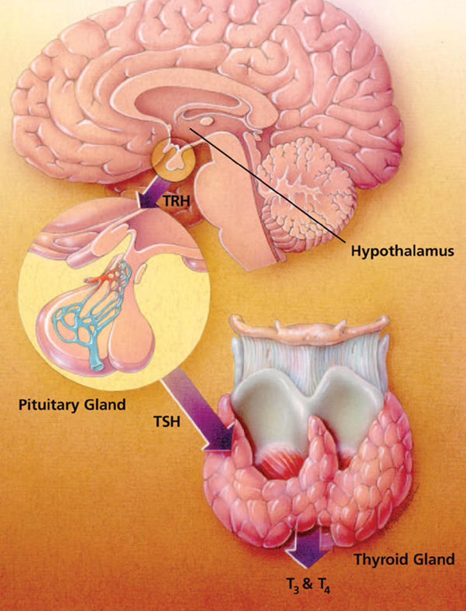 Ось гипоталамус-гипофиз-щитовидная железа. Гипоталамус и щитовидная железа. Система гипоталамус гипофиз щитовидная железа. Hypophysis (pituitary Gland). Тиреотропный гормон гипофиза