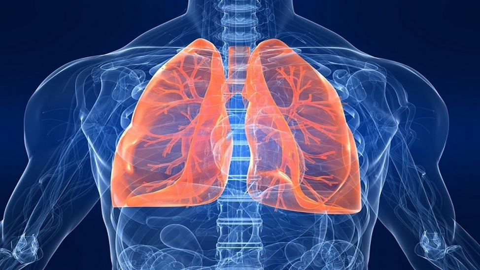 Стадии крупозной пневмонии: важные моменты диагностики заболевания