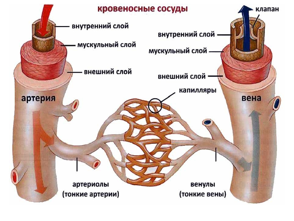 Схема строения стенки артерий вен капилляров. Строение кровеносных сосудов человека анатомия. Строение сосудов артерия Вена капилляр. Строение артерий вен и капилляров анатомия.